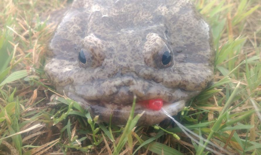 Oyster Toadfish