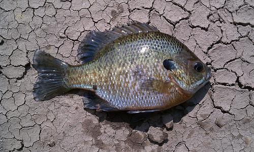 First Catches of the Season